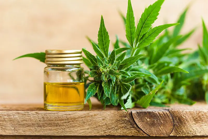 10 Things You Need to Know Before Vaping CBD Oil