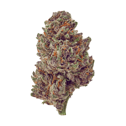 Purple Tsunami cbd hemp flower