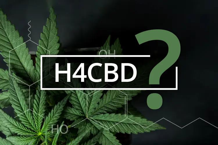 Image for H4CBD: Was ist das und wie unterscheidet es sich von CBD?