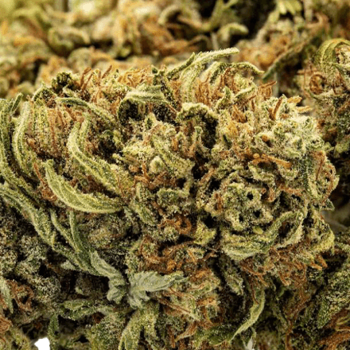 Jack Frost CBG Bud Bulk