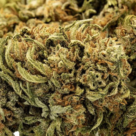 Jack Frost CBG Bud Bulk