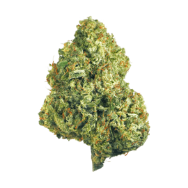 cannaflower hawaiian haze in full view