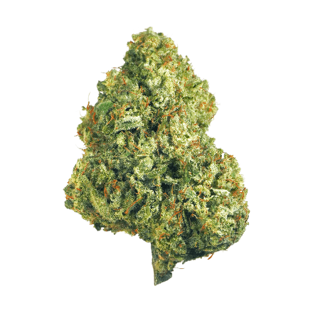 cannaflower hawaiian haze in full view