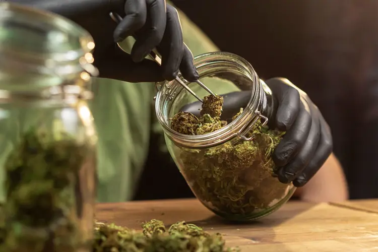 Image for Jenseits des Hochs: CBD vs. CBDA vs. CBG vs. CBN vs. CBC