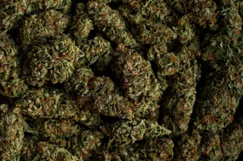 Image for CBG vs. CBD: Was ist der Unterschied?