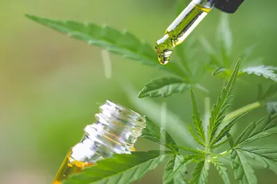 The Key Differences Between Hemp Oil and CBD Oil - Vaping360