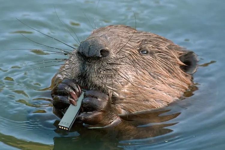 juul-in-canada