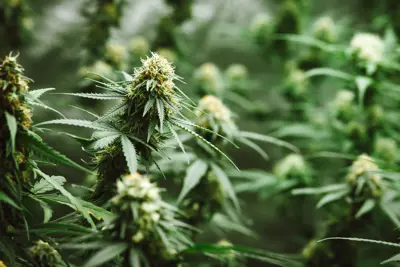Image for Sativa vs. Indica vs. Hybrid: What’s the Difference?