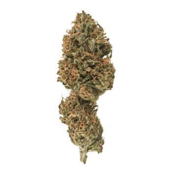 special sauce cbd bud
