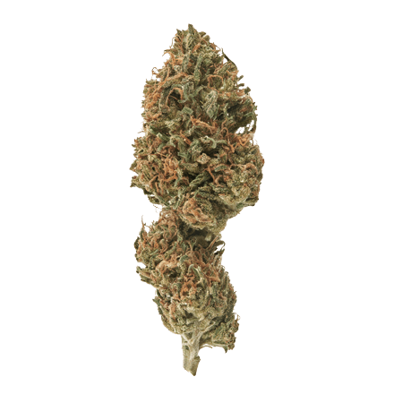 special sauce cbd bud