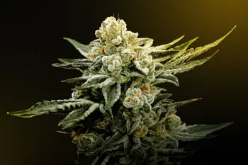 Image for Was ist THCA-Blüte und warum ist sie gerade so angesagt?