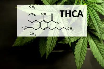 Image for Wat is THCA? Alles wat we weten over de precursor van THC.