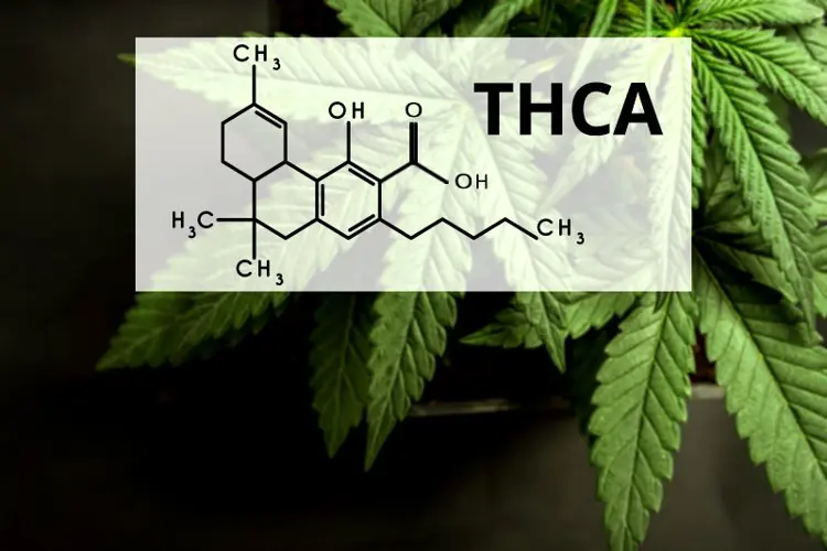 Image for What Is THCA? Everything We Know About the Precursor of THC