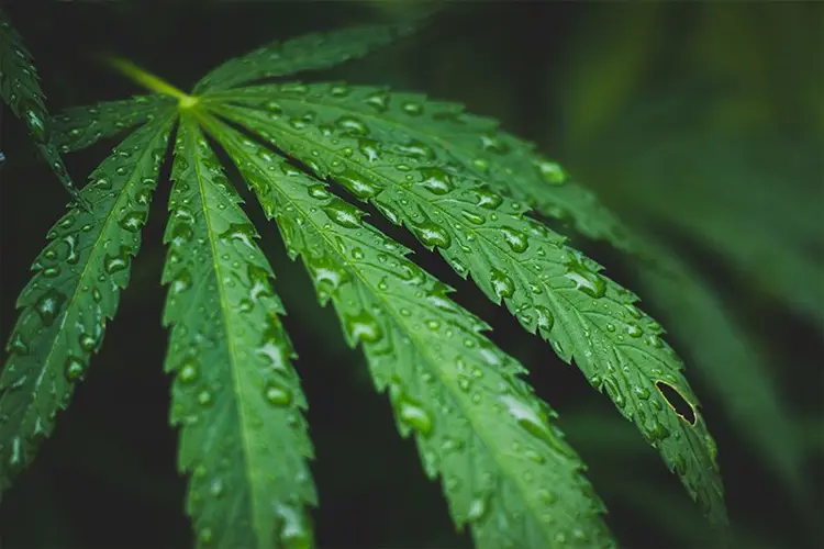 Image for Water-Soluble CBD: All You Need to Know