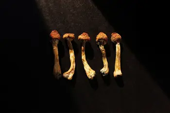 image of 5 amanita shrooms