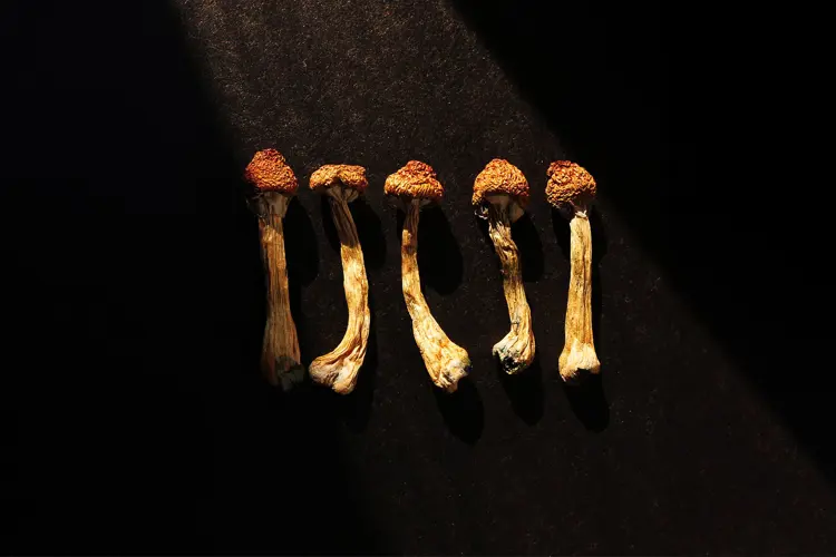 image of 5 amanita shrooms